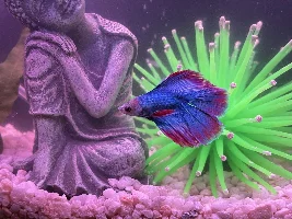 Fin Rot