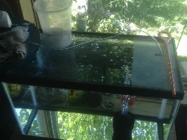 A poll for aquarium lids
