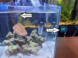 My first saltwater tank - Aqueon Frameless Cube Aquarium, 3 Gallon