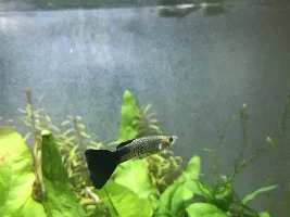 Guppy with white fungus