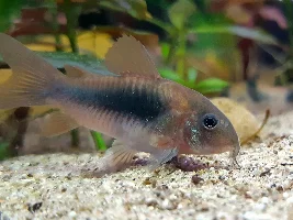 Cory pile