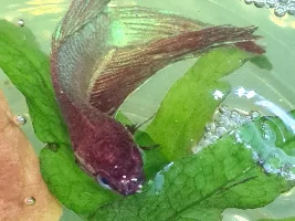 Clamped fins & tail, swim bladder or bouyancy issues