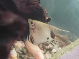 Swim Bladder in Angelfish?