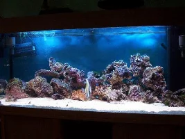 Moorish Idol & Regal Tang (Dory)