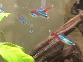 My corydoras are dying :(