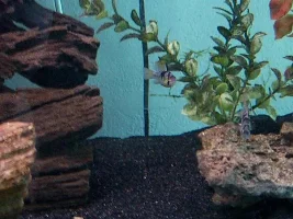New Fish.
