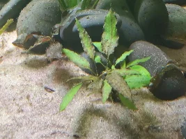 Is this normal for cryptocoryne wendtii?