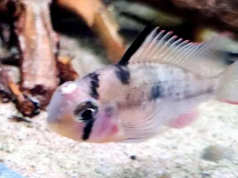 German Blue Ram - White Pimple/Bump on Head