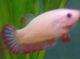 Female betta community