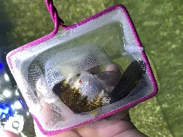 Growth On Fish?