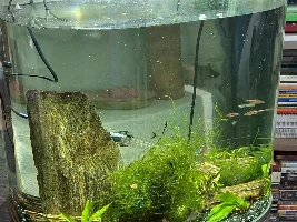 Time for a tank breakdown and rebuild.
