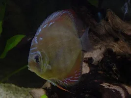 my discus