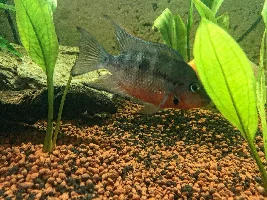 Firemouth and american cichlid tank update!
