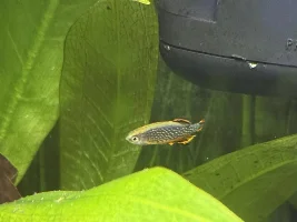 Is this a mating behavior?
