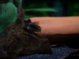 Parasite?