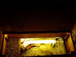 My tanks
