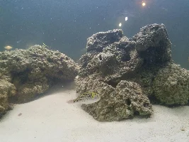 Green Spotted Puffer - tetraodon nigroviridis