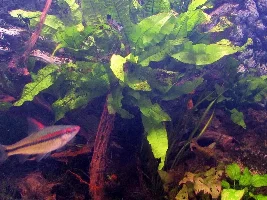How to make an underwater Coconut palm/tree Banana.