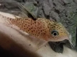 Cory Identification help