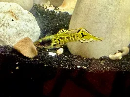 Favourite thing about livebearers?