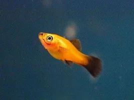 3 months old Swordtail frys!