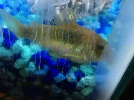 Bloated Cory Catfish