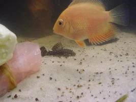 New Fish Etc