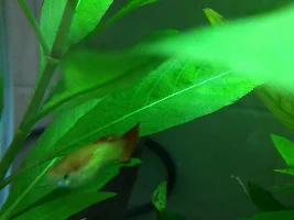 PLEASE HELP LOTS OF DEATH IN TANKS