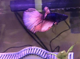 White patches on betta's head