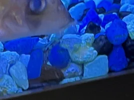 Help cotton mouth and fin rot????