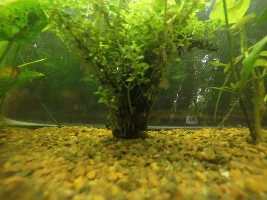 All My Plants Are Dying