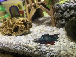 which treatment to get?