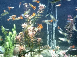 Plants no longer growing very well