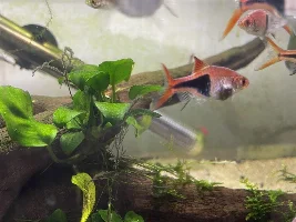 Lump on rasbora!