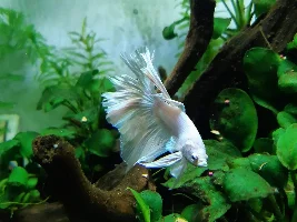 Fin Rot or Just damage?