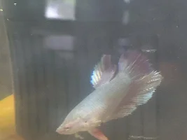 Need opinions on Filter Change please