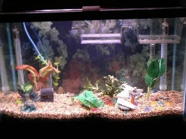 Testing To See If Picture Of Aquarium Works