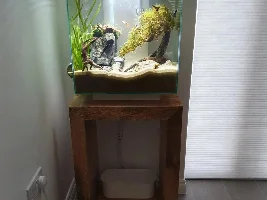 Is this fin rot?