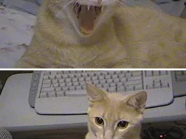 simba *update*