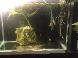 Failed pond, transitioning into fishtank