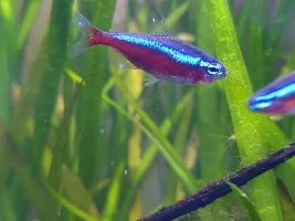 Are these neon or cardinal tetras ?