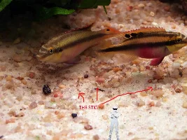 Krib Fry Resembalance