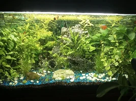 Honest opinions on my tank?