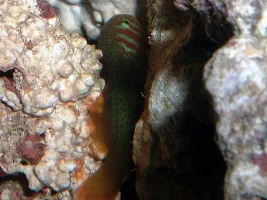 28 gallon Bowfront