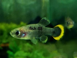Show me your fishroom