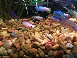 Quest for plakat fry