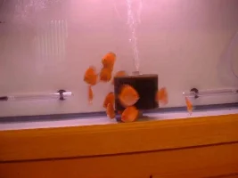 I got my Discus!