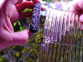 Raising Cory eggs & Shrimp safe fertiliser
