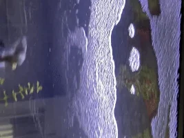 Excess air bubbles on surface of tank, please help!