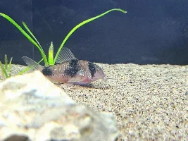 Hand Sanitisers & Aquariums?